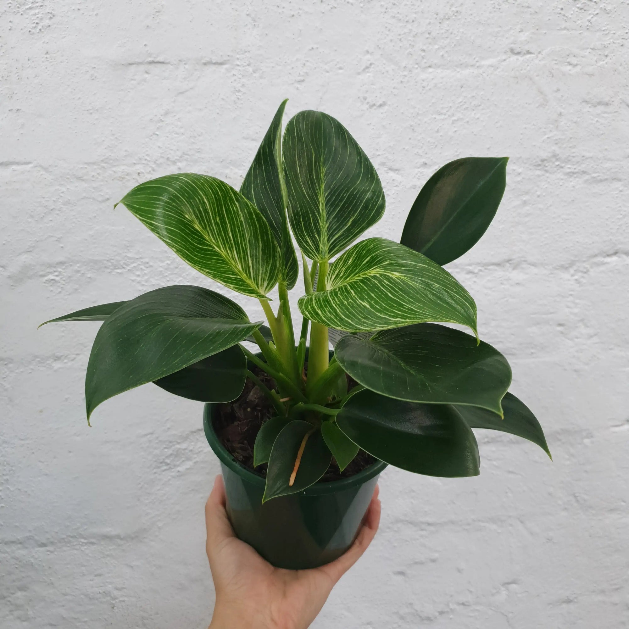 Philodendron Birkin - 13cm Pot Folia House