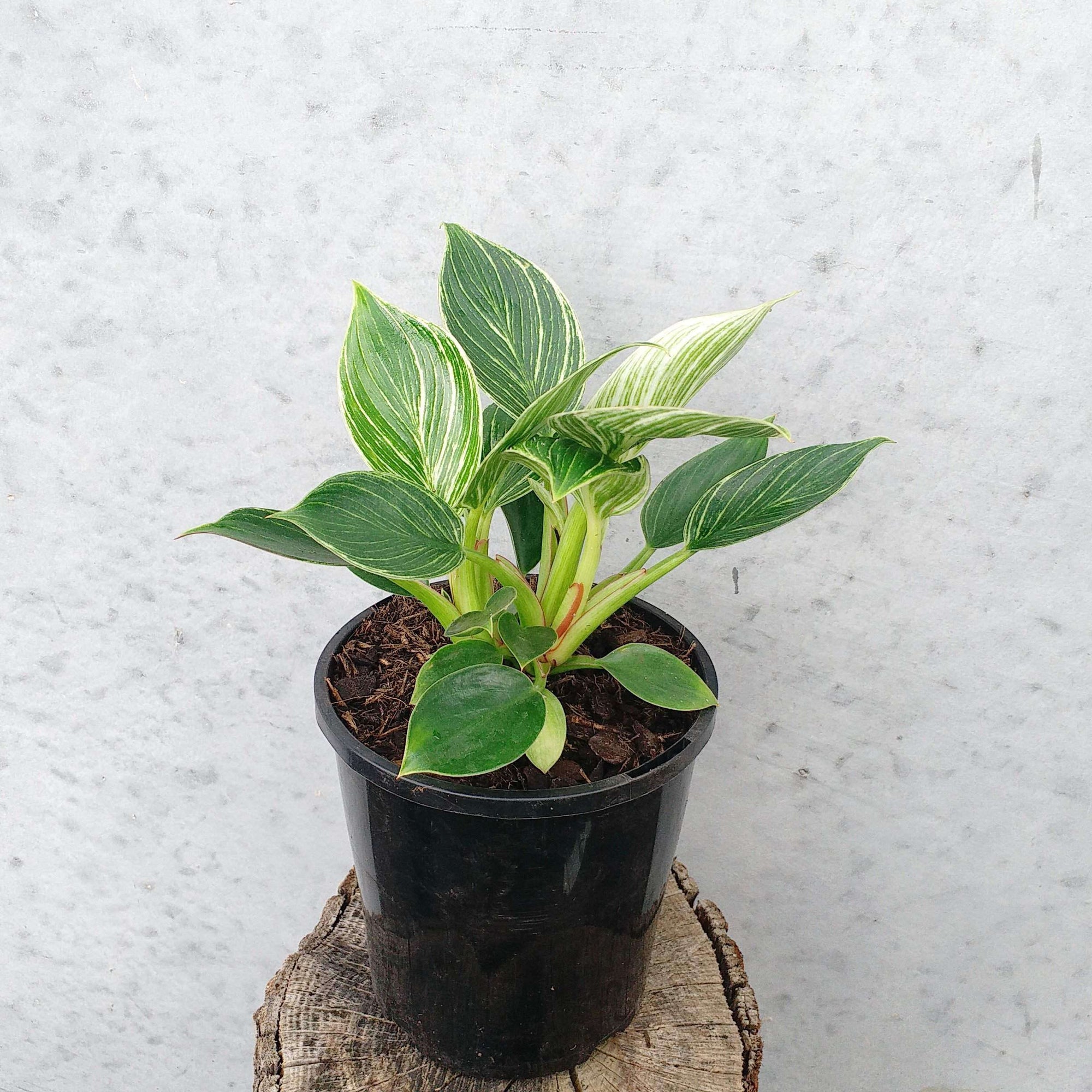 Philodendron Birkin - 17cm Pot Folia House