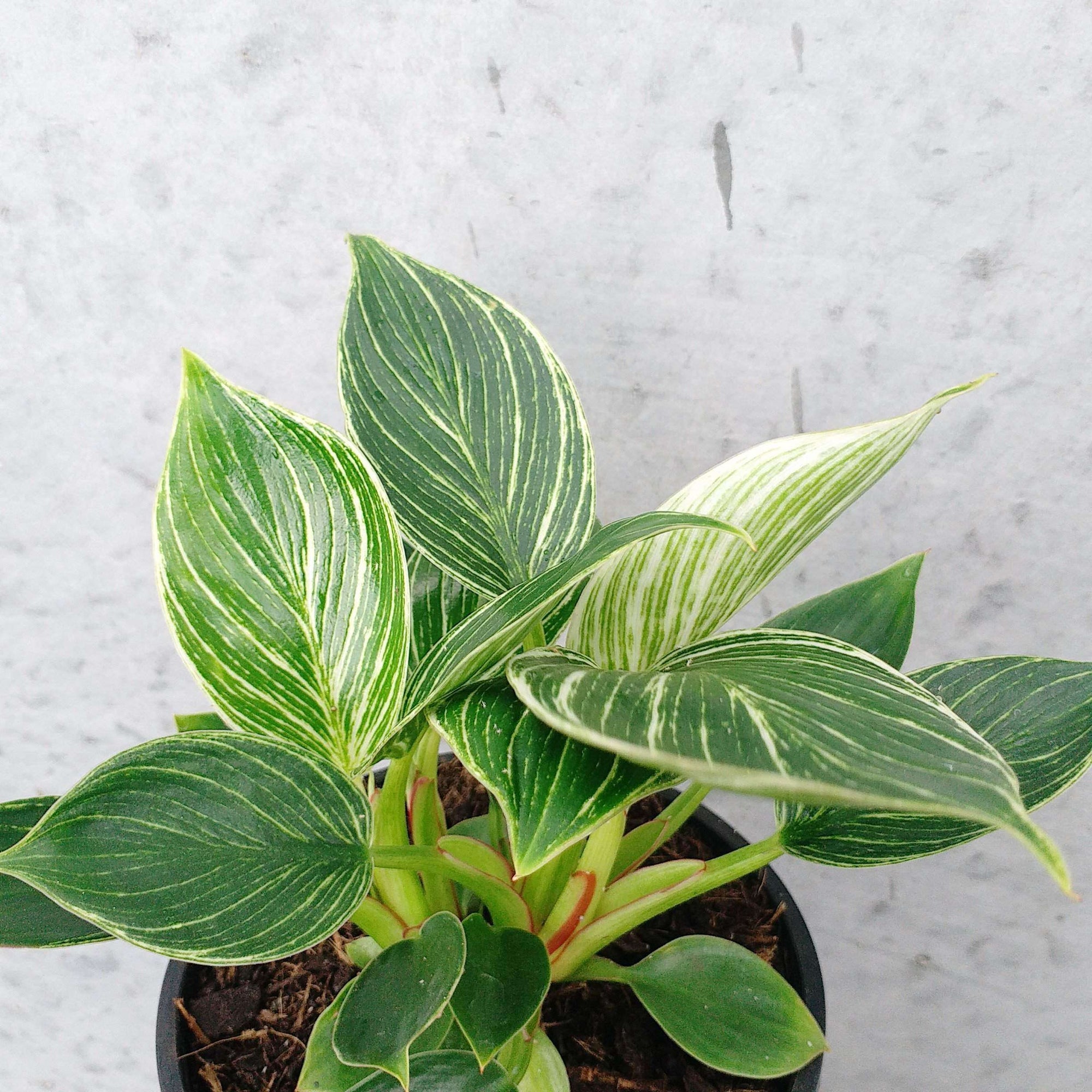 Philodendron Birkin - 17cm Pot Folia House