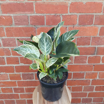 Philodendron Birkin - 20cm Pot Folia House
