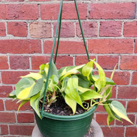 Philodendron Brasil - 20cm Hanging Basket Folia House