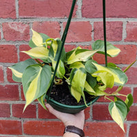 Philodendron Brasil - 20cm Hanging Basket Folia House