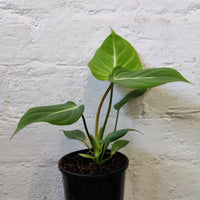 Philodendron Gloriosum - 10cm Pot Folia House