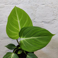 Philodendron Gloriosum - 10cm Pot Folia House