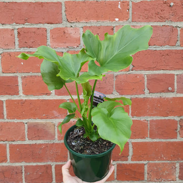 Philodendron Hope - 13cm Pot Folia House