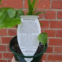 Philodendron Hope - 13cm Pot Folia House