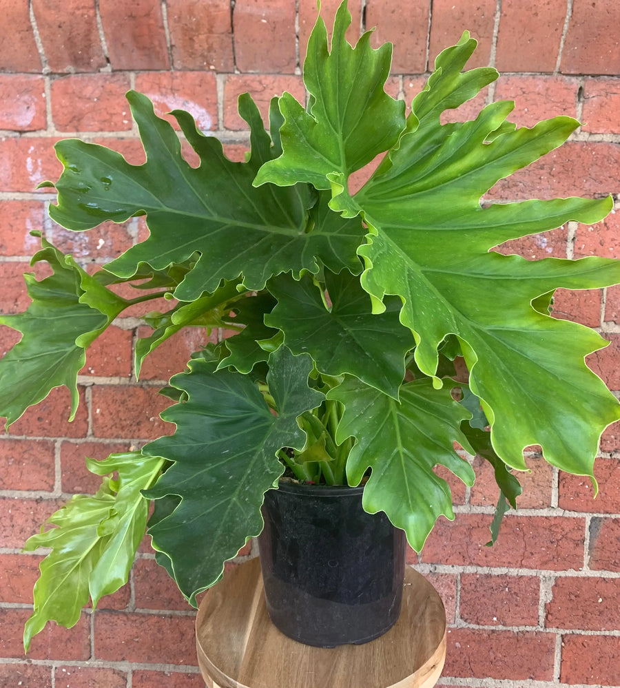 Philodendron Hope - 20cm Pot Folia House