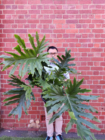 Philodendron Hope - 30cm Pot Folia House