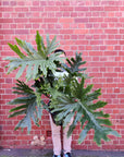 Philodendron Hope - 30cm Pot Folia House