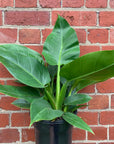 Philodendron Imperial Green - 20cm pot Folia House