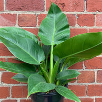 Philodendron Imperial Green - 20cm pot Folia House