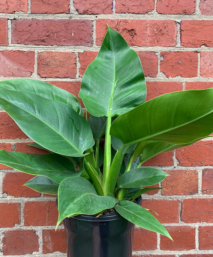 Philodendron Imperial Green - 20cm pot Folia House