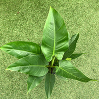 Philodendron Imperial Green - 20cm pot Folia House