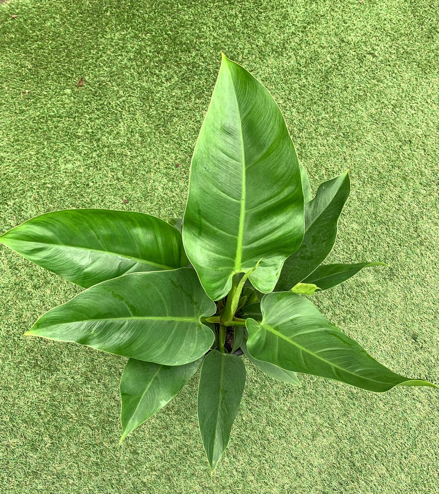 Philodendron Imperial Green - 20cm pot Folia House