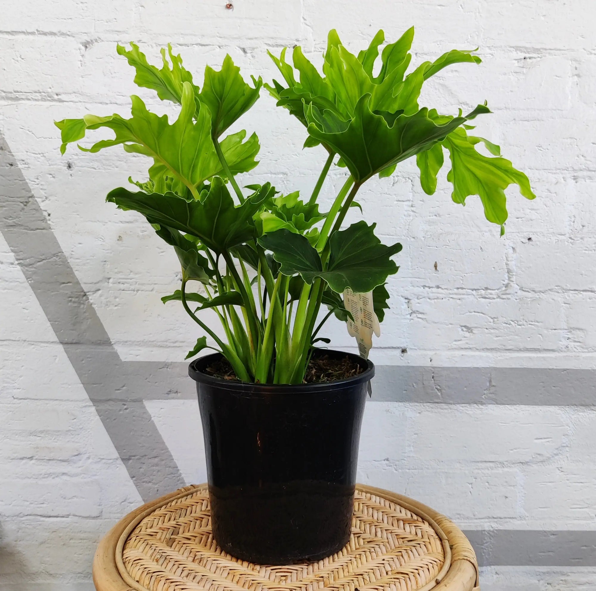 Philodendron Lickety Split - 20cm Pot Folia House