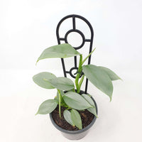 Philodendron Silver Sword - 13cm Pot Folia House