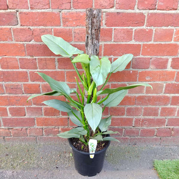 Philodendron Silver Sword - 25cm Pot With Totem Folia House