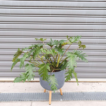 Philodendron Xanadu - 25cm Pot Folia House