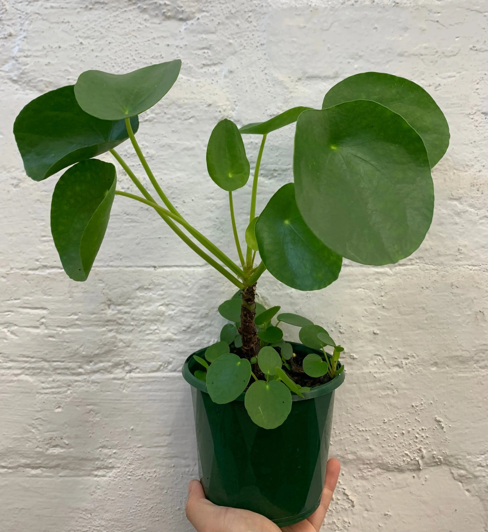 Pilea Peperomiodes (The Chinese Money Plant) - 13cm Pot - Advanced stock Folia House