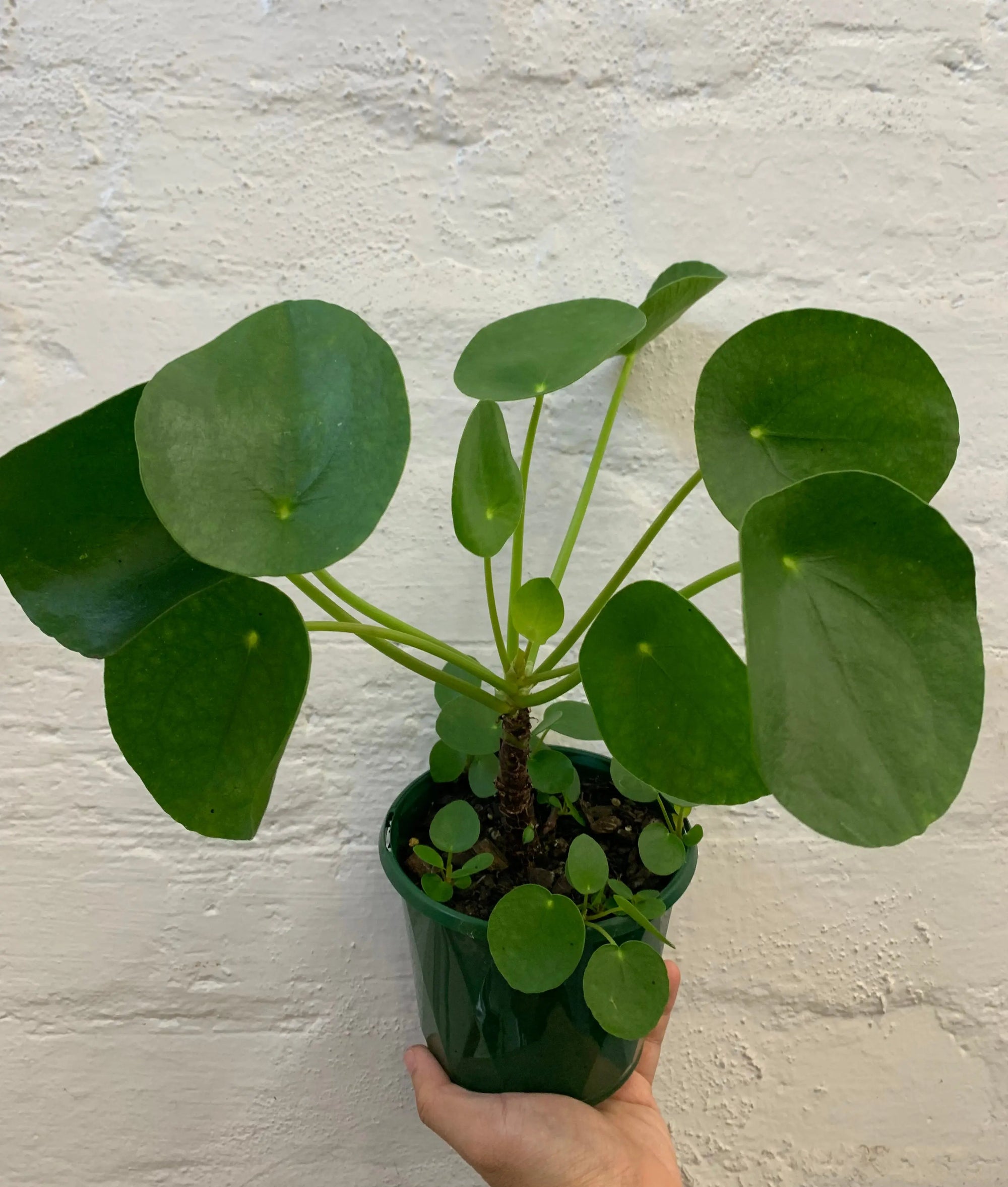 Pilea Peperomiodes (The Chinese Money Plant) - 13cm Pot - Advanced stock Folia House