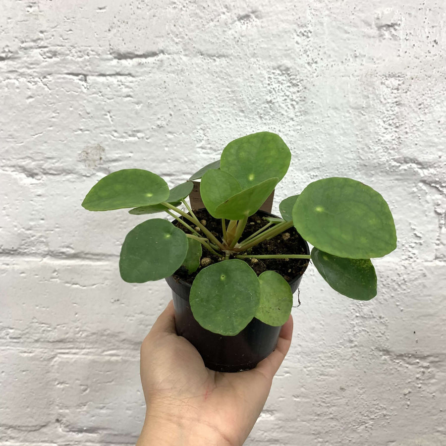 Pilea Peperomiodes (The Chinese Money Plant) - 9.5cm Pot Folia House