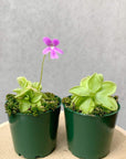 Pinguicula Emarginata x 'Weser' Folia House