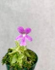 Pinguicula Emarginata x 'Weser' Folia House