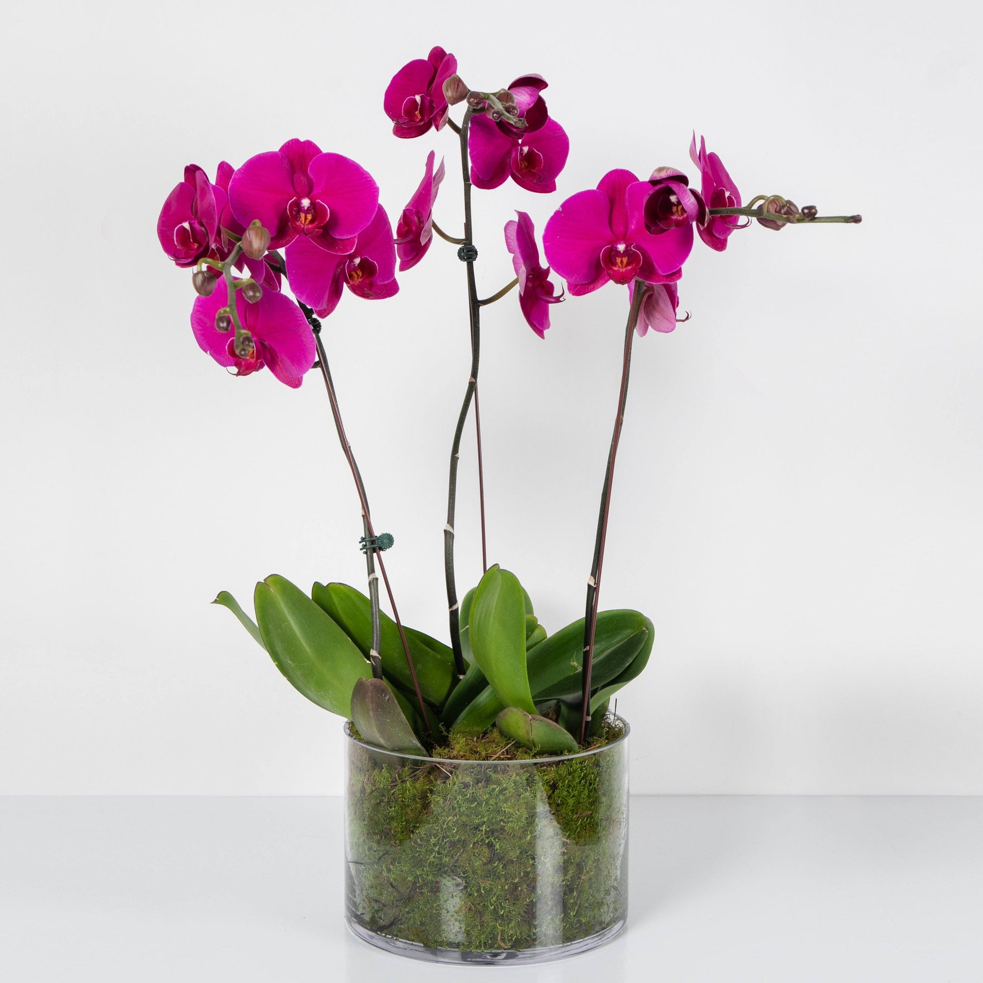 Pink Phalaenopsis Orchid In Glass Folia House