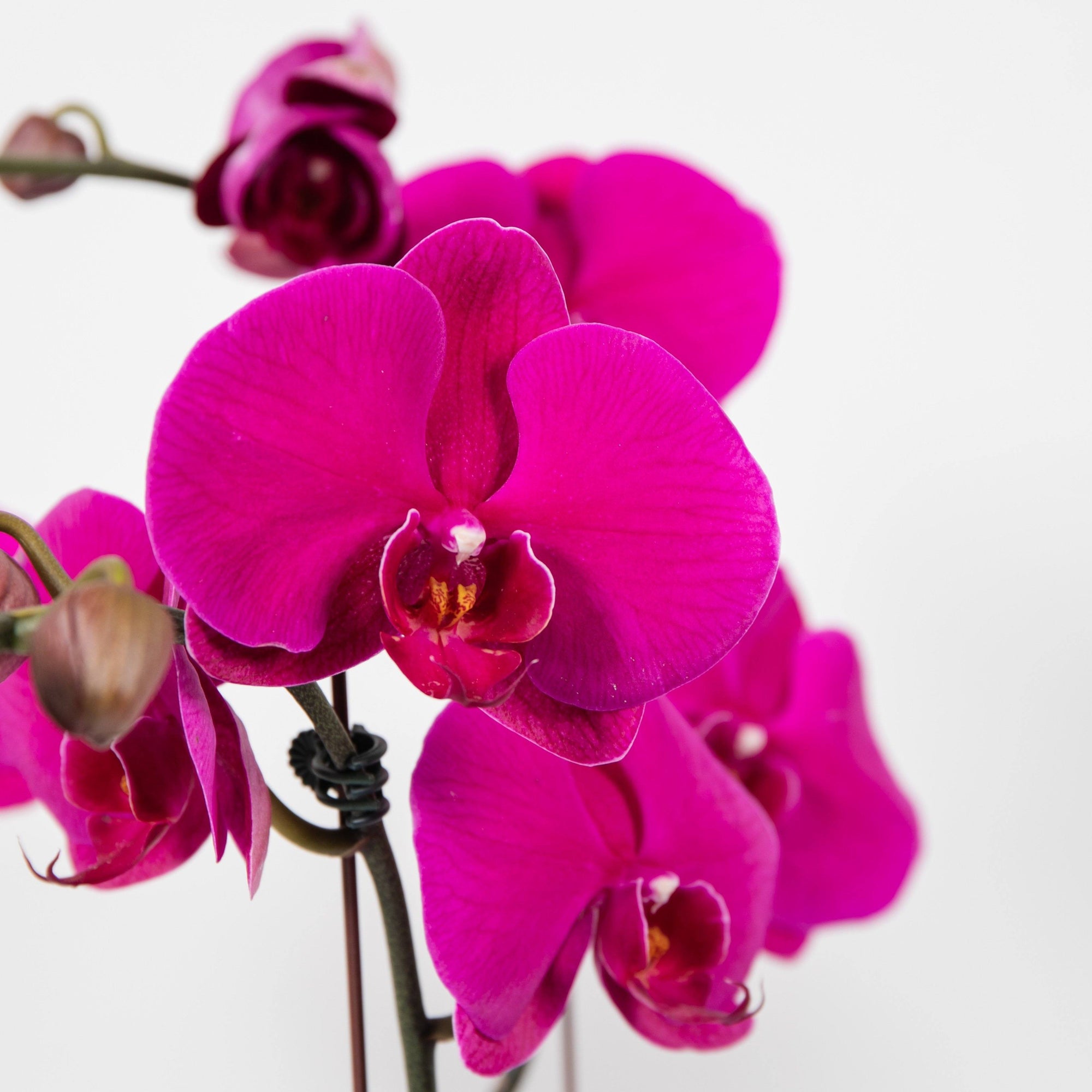 Pink Phalaenopsis Orchid In Glass Folia House