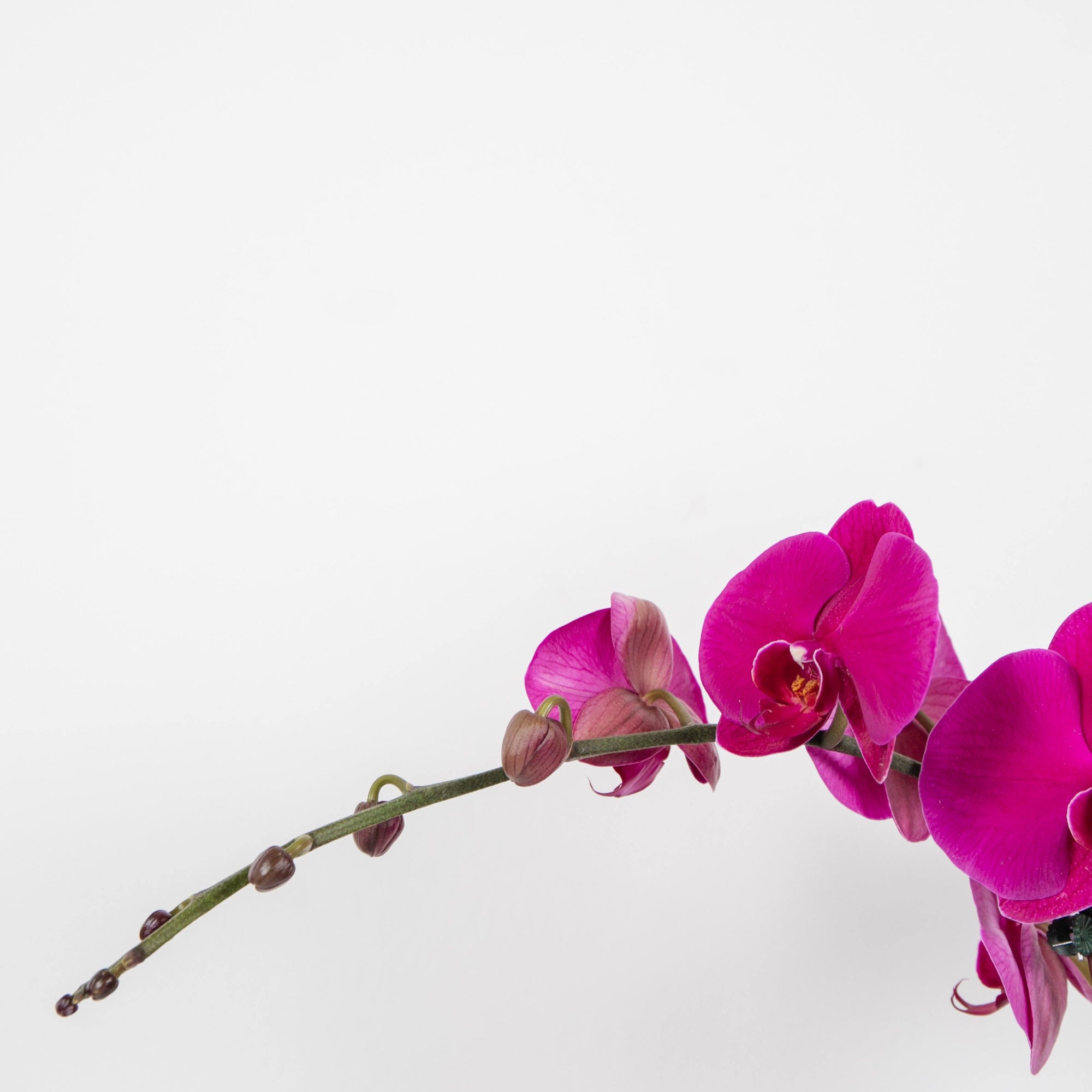 Pink Phalaenopsis Orchid In Glass Folia House