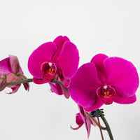 Pink Phalaenopsis Orchid In Glass Folia House
