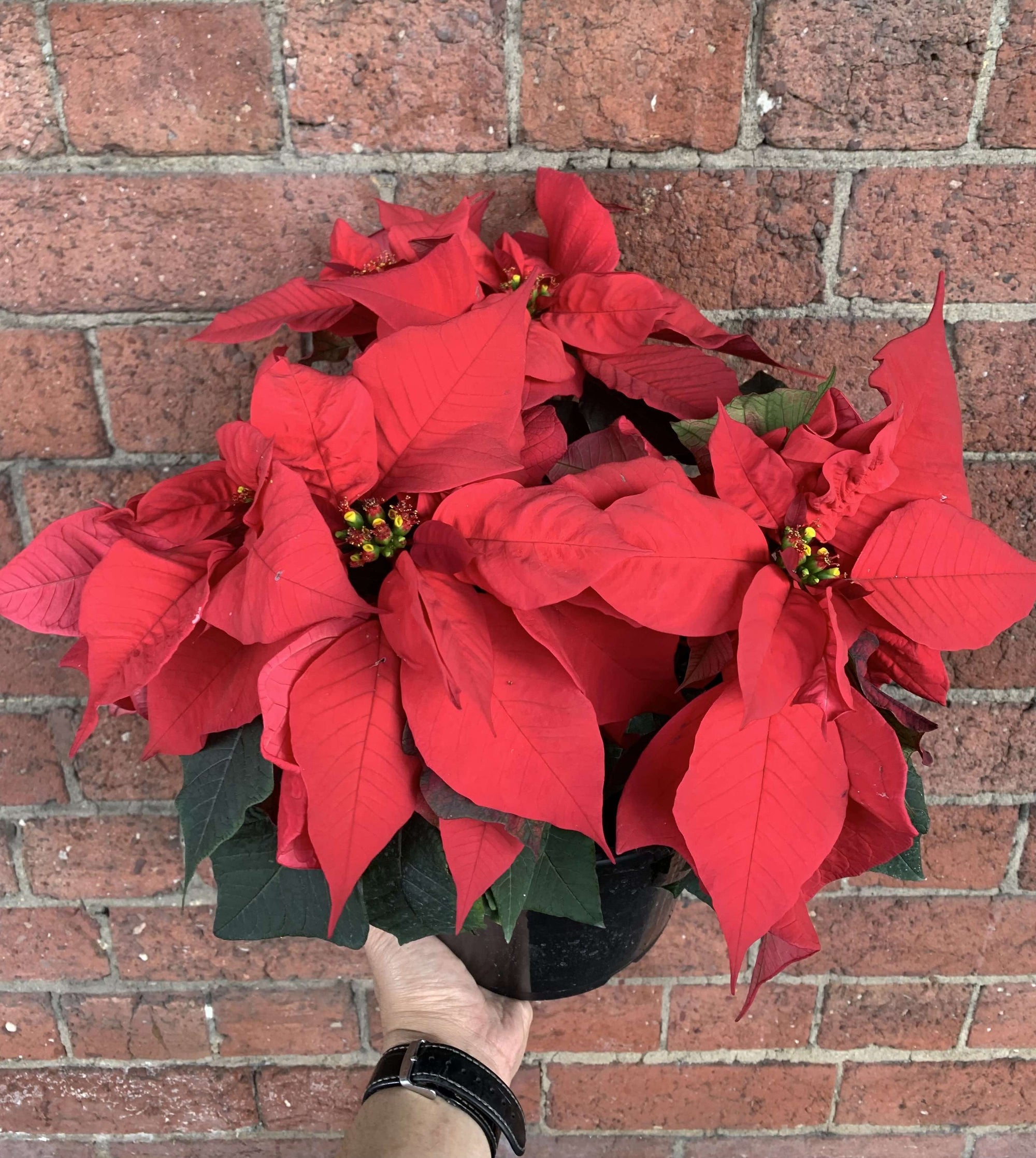 Poinsettia - 20cm pot Folia House