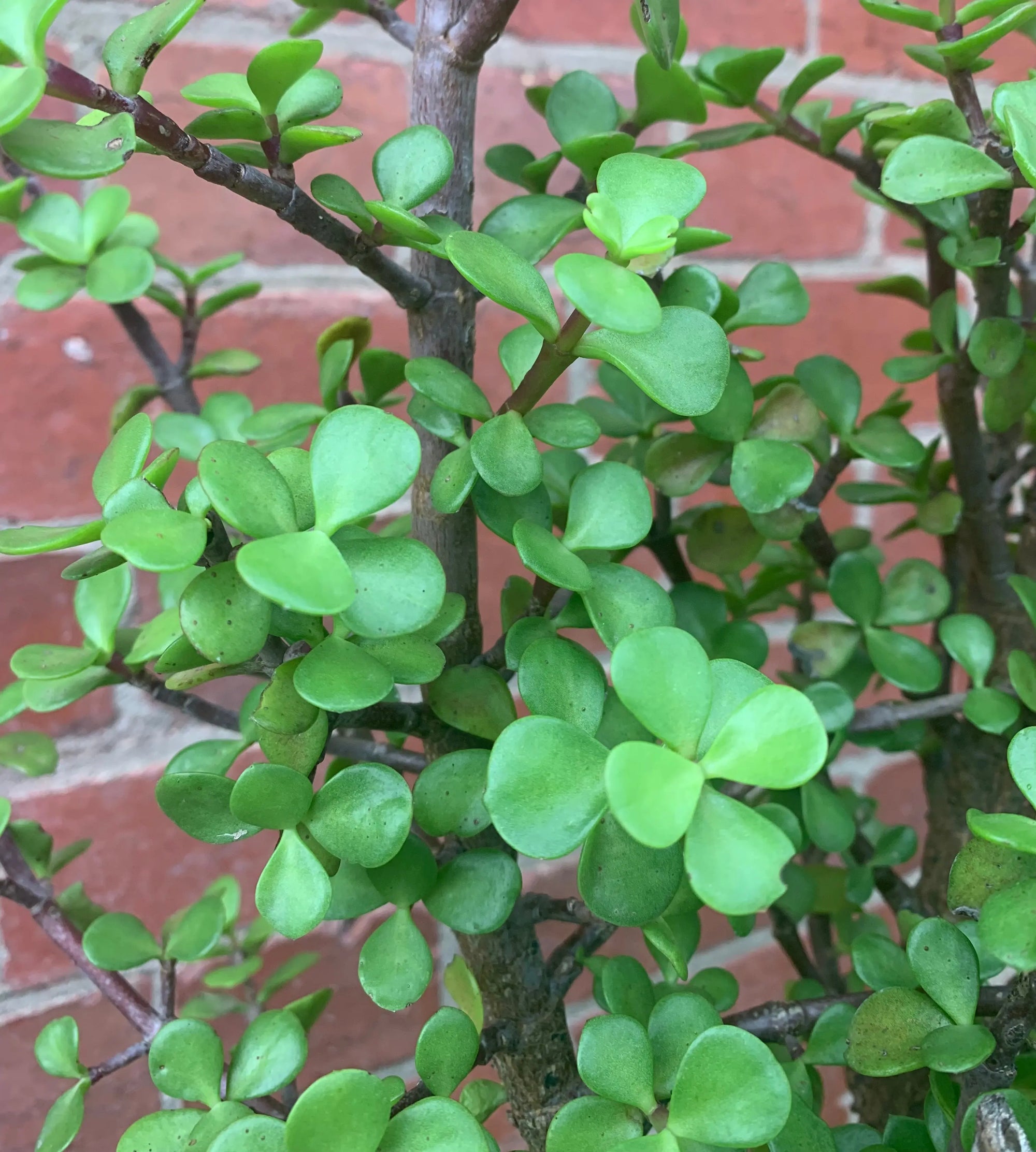 Portulacaria Afra Jade Plant - 20cm pot Folia House