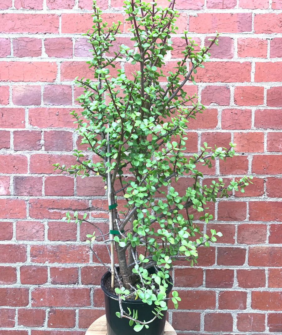 Portulacaria Afra Jade Plant - 20cm pot Folia House