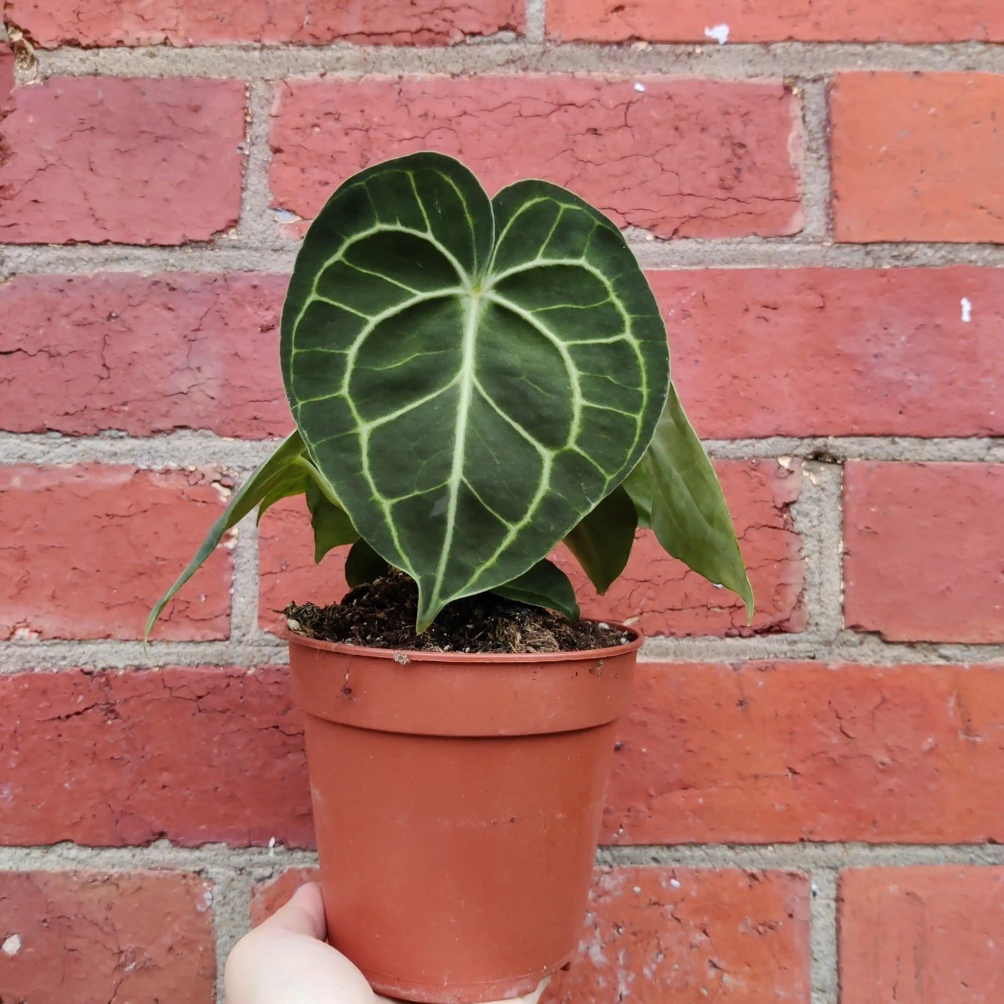 RARE - Anthurium Clarinervium - 12cm pot Folia House