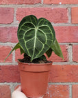 RARE - Anthurium Clarinervium - 12cm pot Folia House