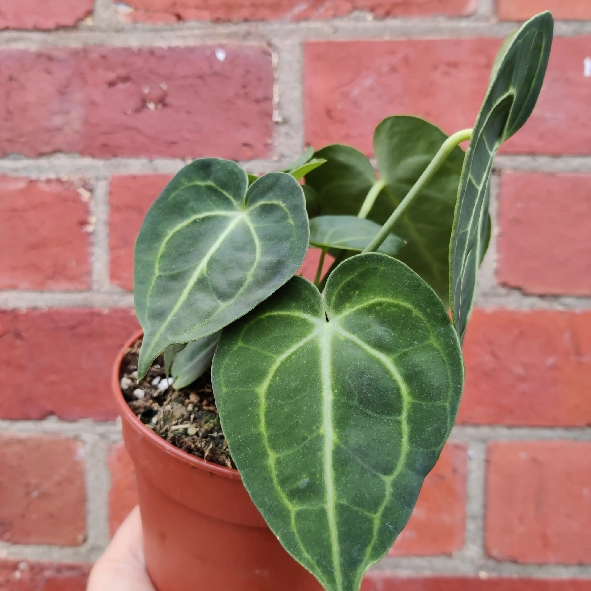 RARE - Anthurium Clarinervium - 12cm pot Folia House