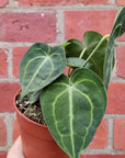 RARE - Anthurium Clarinervium - 12cm pot Folia House