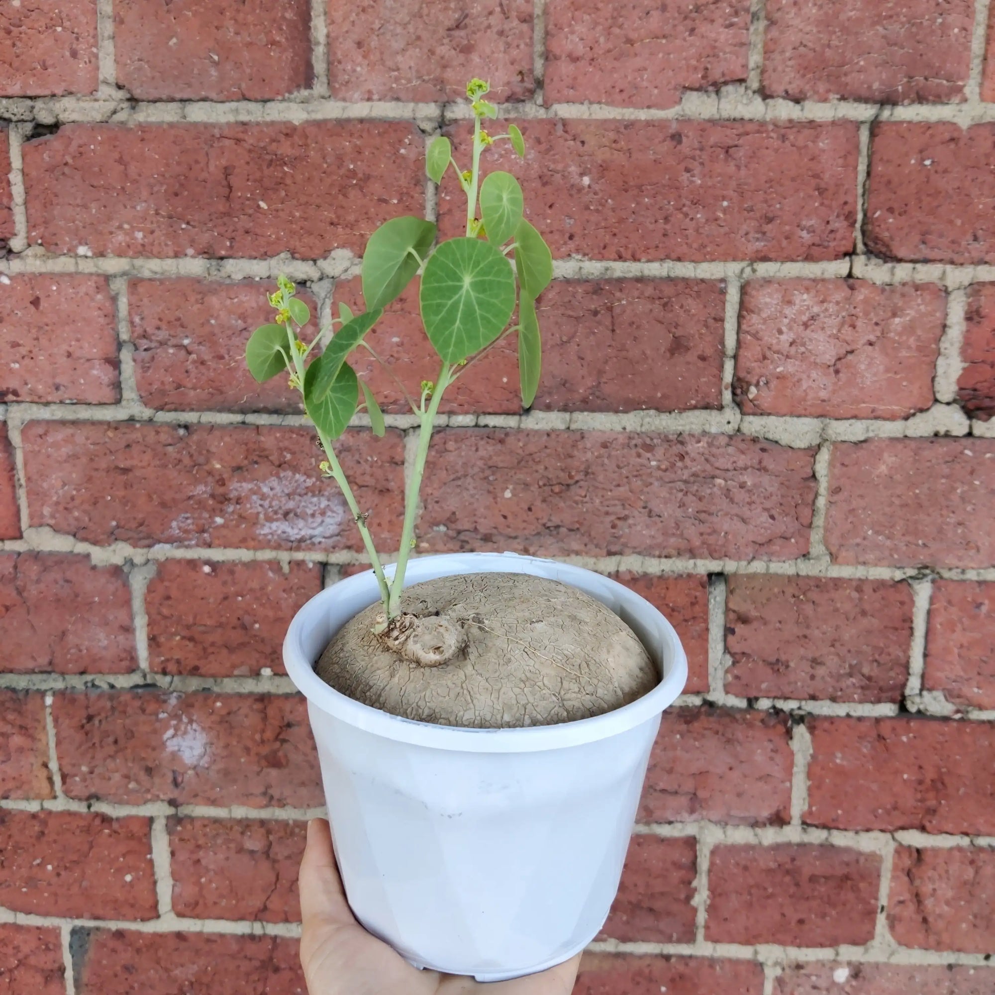 RARE - Stephania Erecta - 13cm pot Folia House