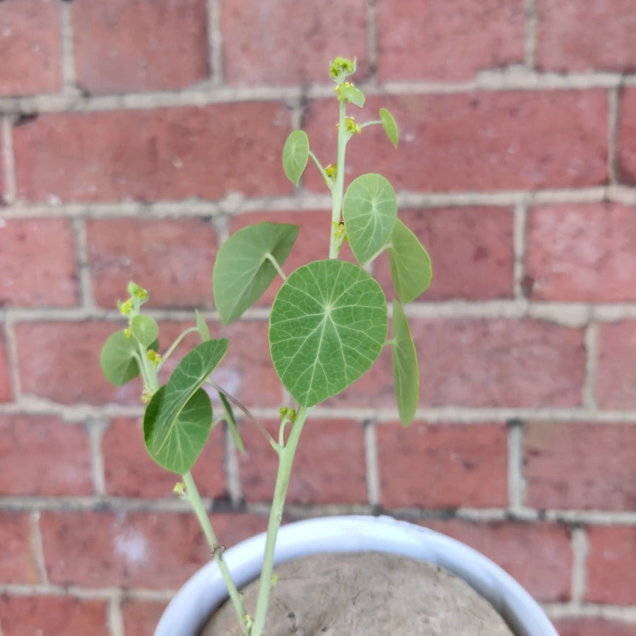 RARE - Stephania Erecta - 13cm pot Folia House