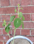 RARE - Stephania Erecta - 13cm pot Folia House