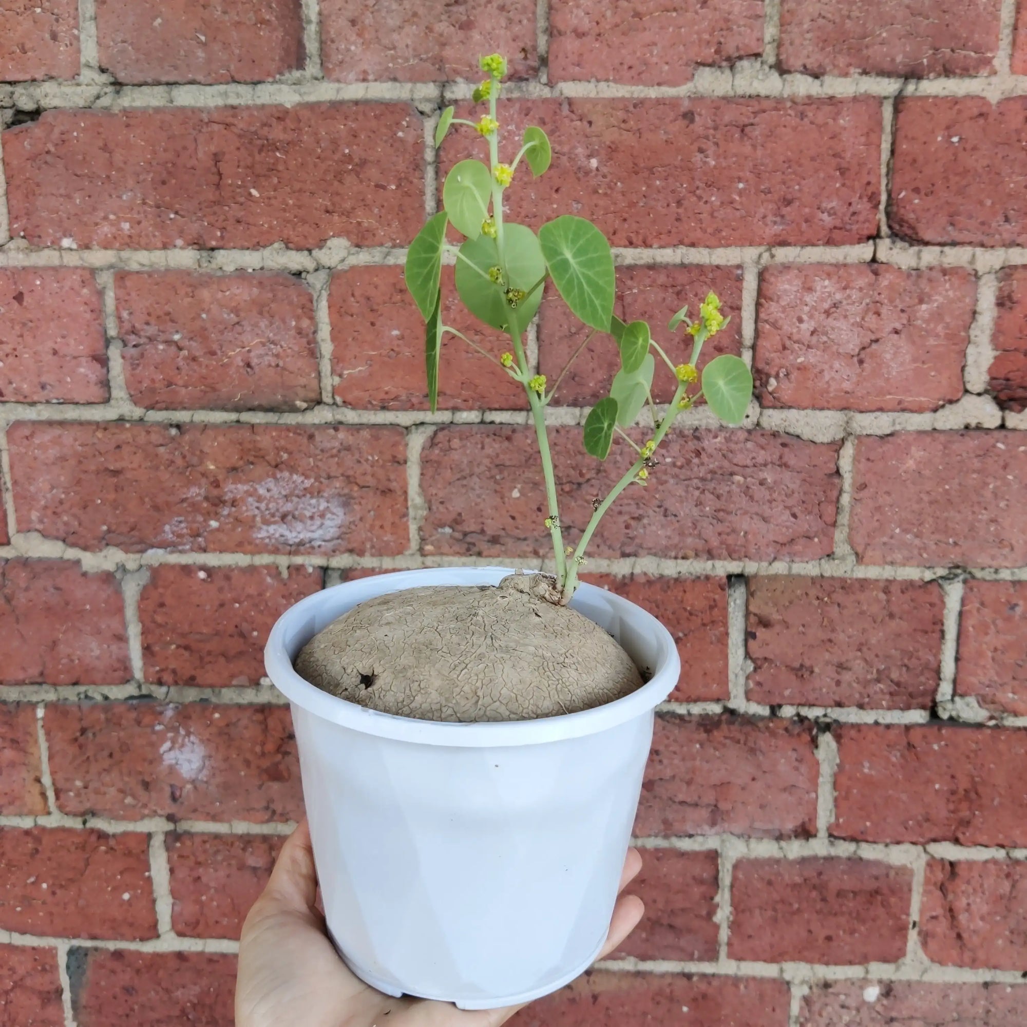 RARE - Stephania Erecta - 13cm pot Folia House