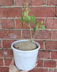 RARE - Stephania Erecta - 13cm pot Folia House