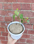 RARE - Stephania Erecta - 13cm pot Folia House