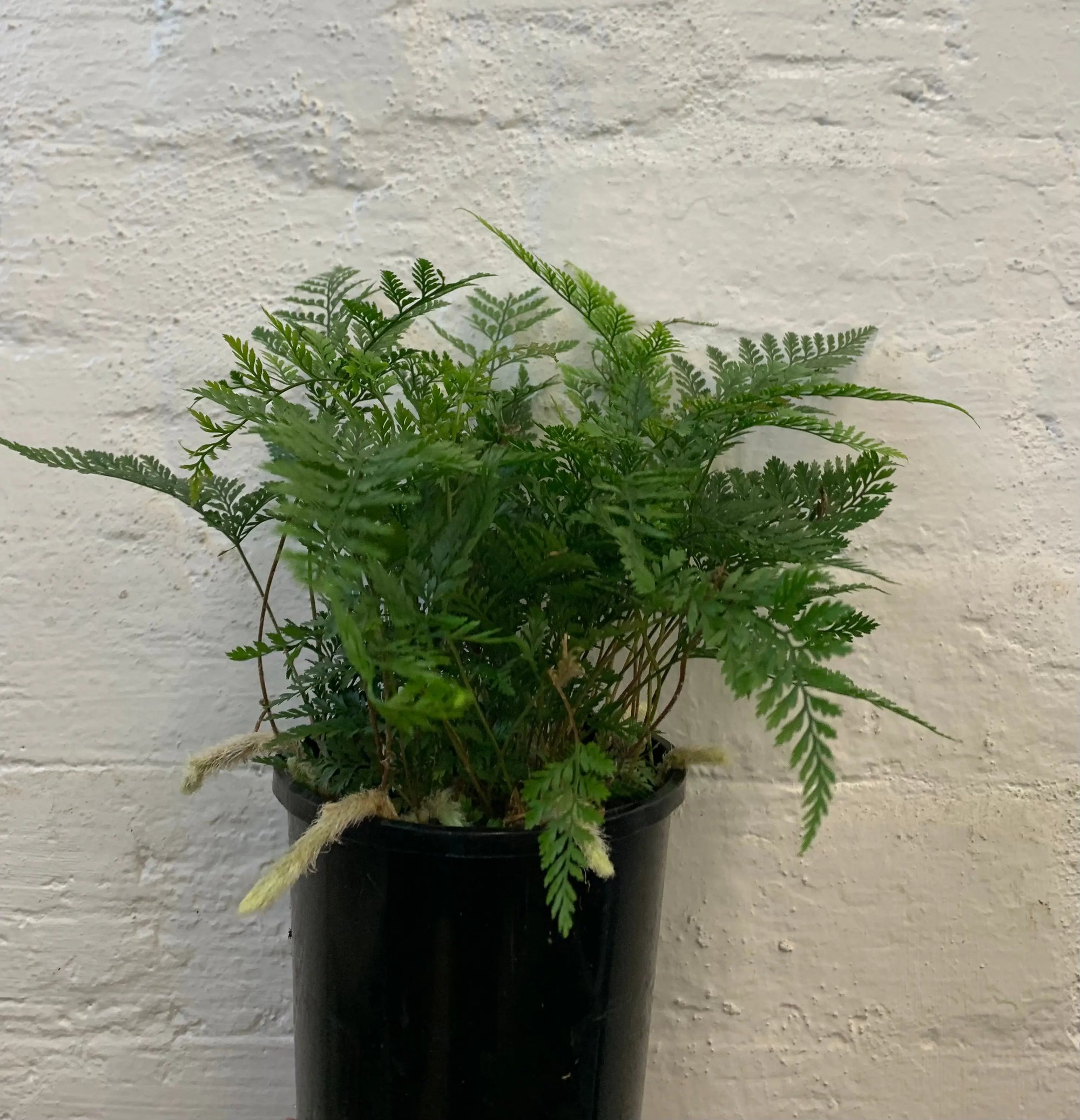 Rabbit Foot Fern -13cm pot Folia House