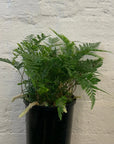 Rabbit Foot Fern -13cm pot Folia House