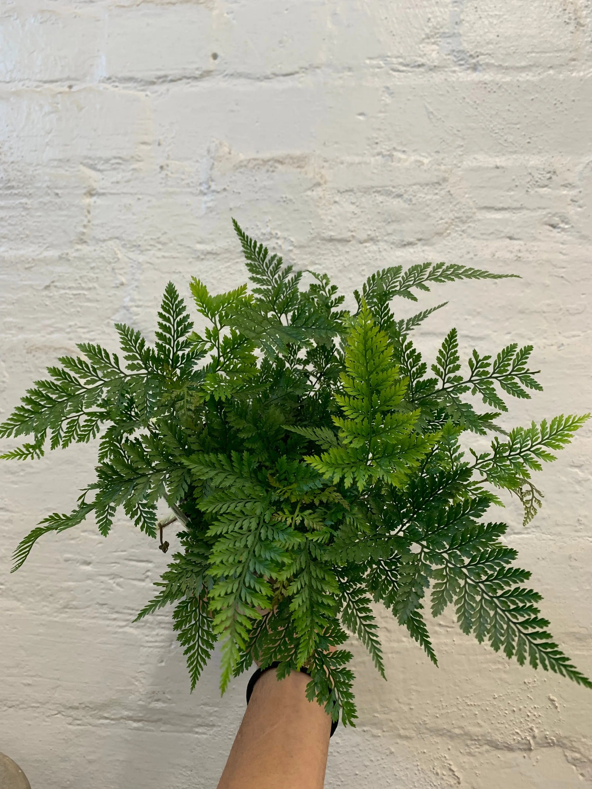 Rabbit Foot Fern -13cm pot Folia House