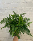 Rabbit Foot Fern -13cm pot Folia House