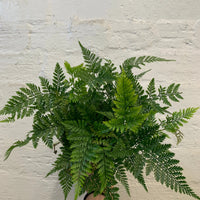 Rabbit Foot Fern -13cm pot Folia House