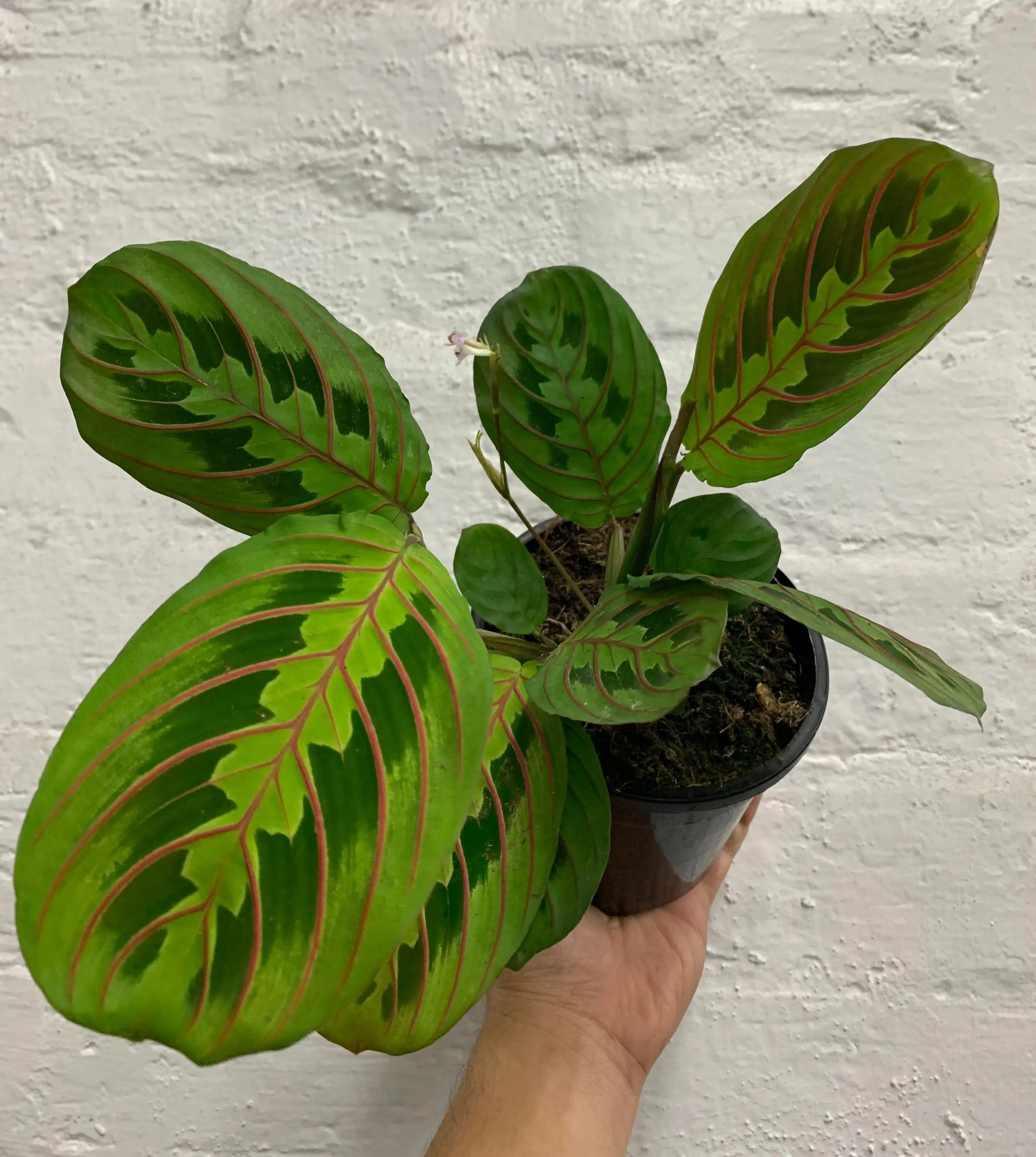 Red/Black Prayer plant (Maranta erythroneura) - 13cm Pot Folia House